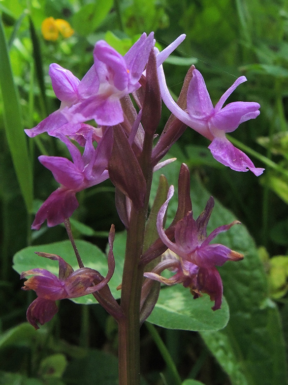 Dactylorhiza romana