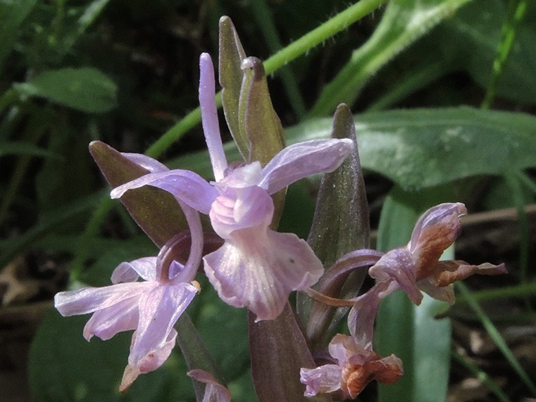 Dactylorhiza romana