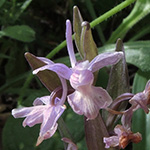 Dactylorhiza romana