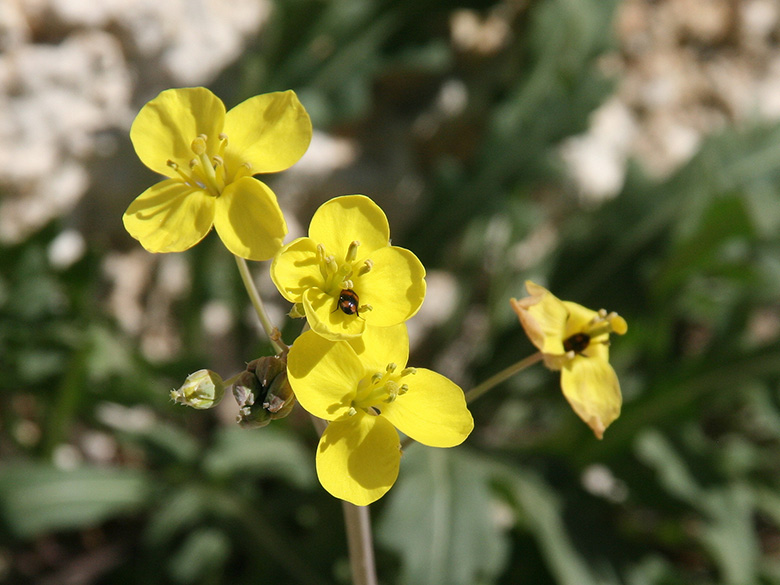 Diplotaxis muralis