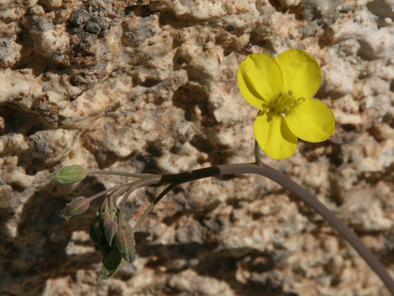 Diplotaxis muralis