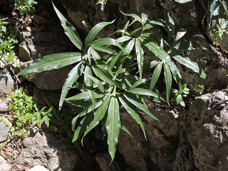 Dracunculus vulgaris