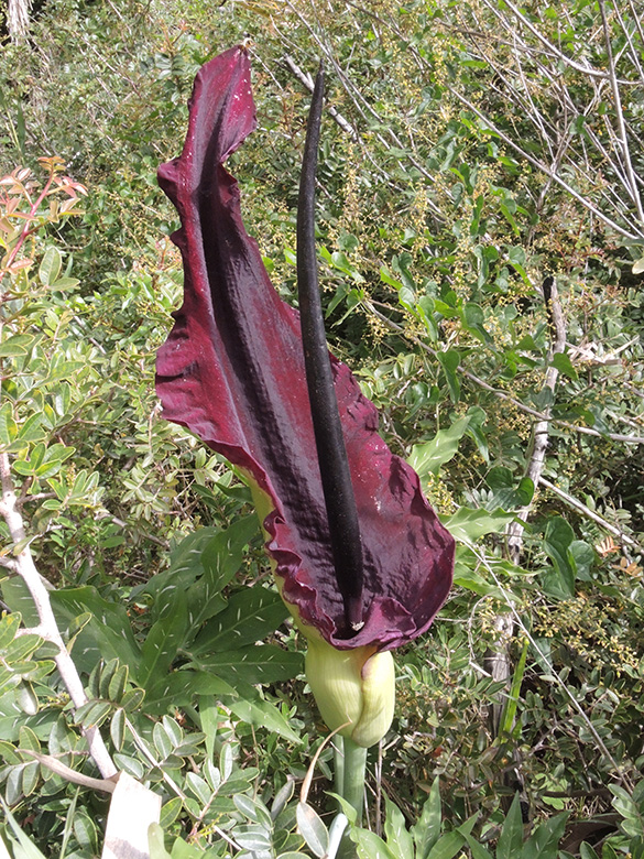 Dracunculus vulgaris