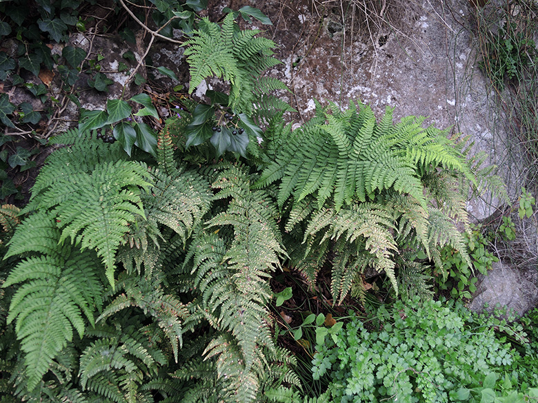 Dryopteris pallida