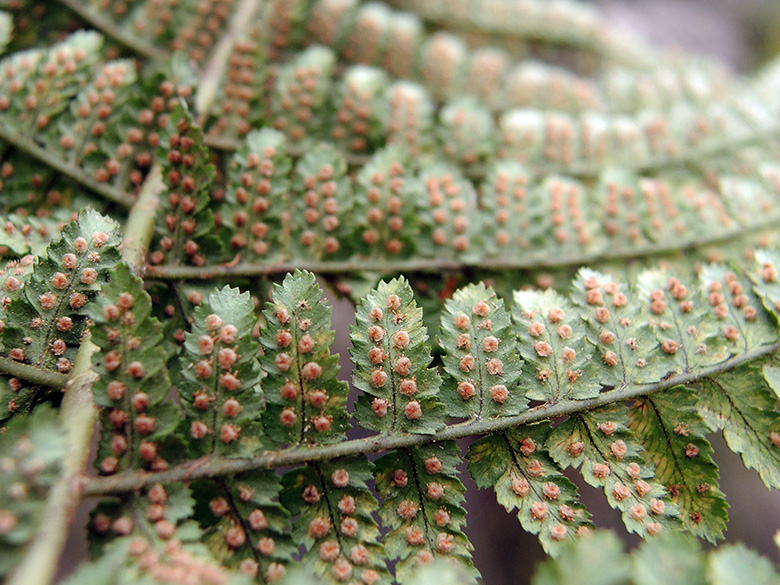 Dryopteris pallida