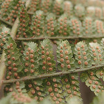 Dryopteris pallida