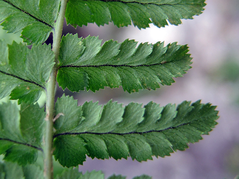 Dryopteris pallida