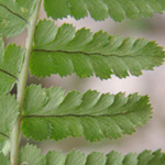 Dryopteris pallida