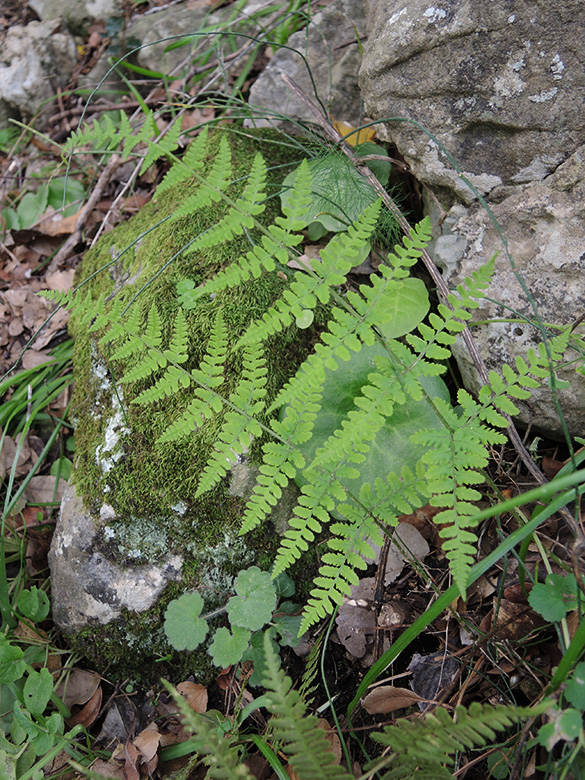 Dryopteris pallida