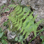Dryopteris pallida