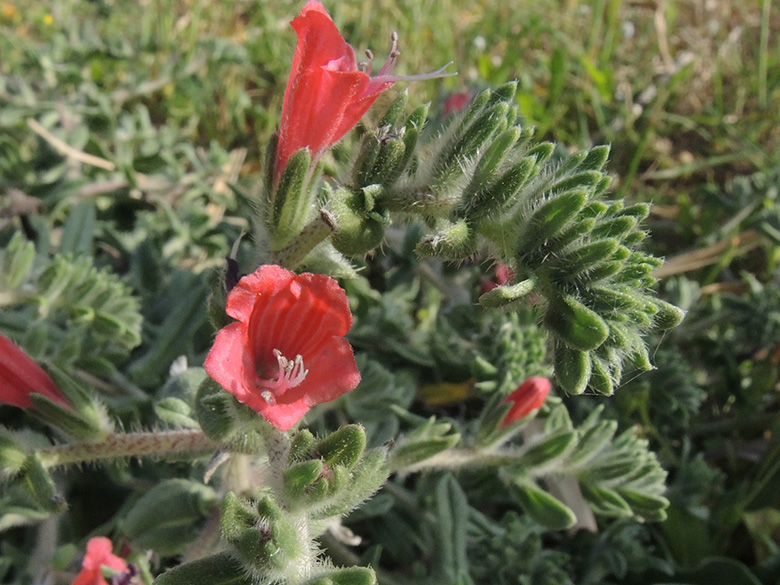 Echium angustifolium