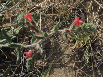 Echium angustifolium