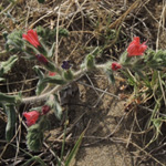 Echium angustifolium