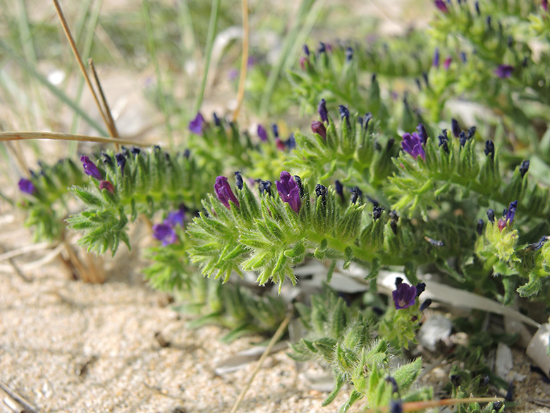 Echium arenarium