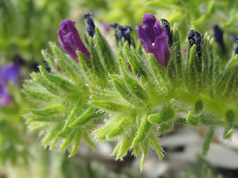 Echium arenarium