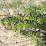 Echium arenarium