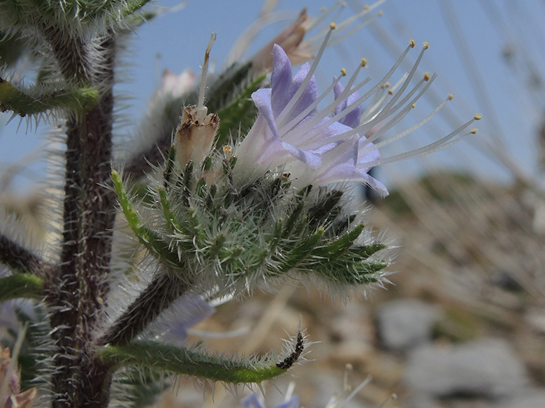 Echium italium