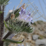Echium italicum