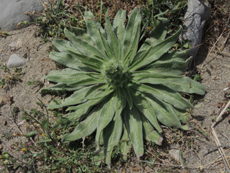 Echium italicum
