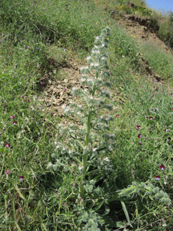 Echium italicum