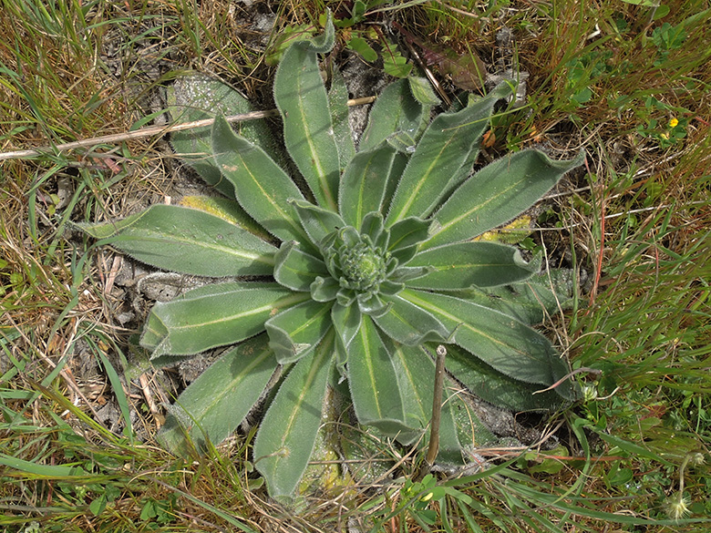 Echium italicum