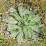Echium italicum
