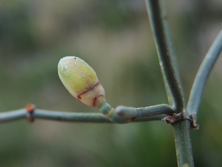 Ephedra foeminea
