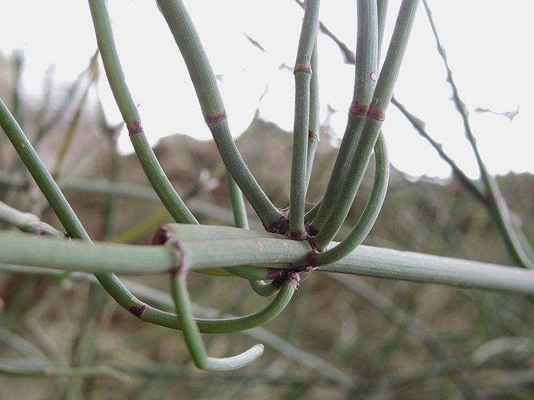 Ephedra foeminea