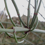 Ephedra campylopoda