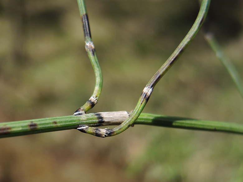 &Auml;steiger Schachtelhalm