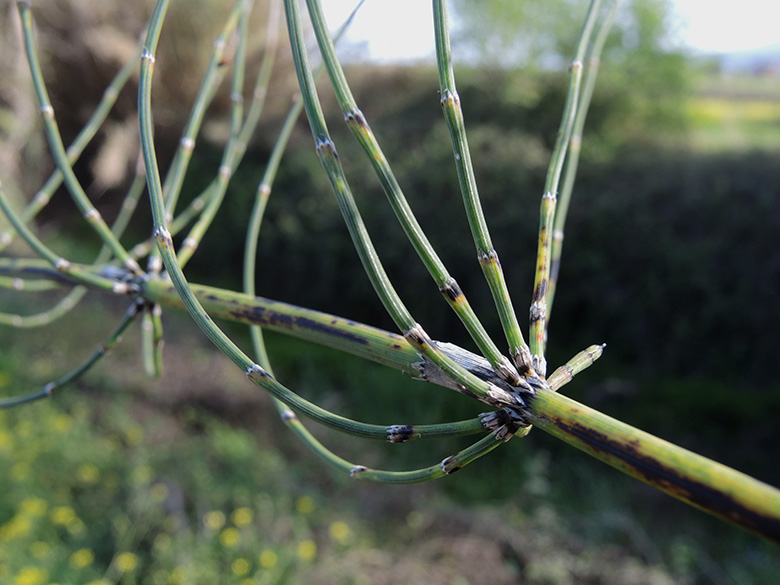 Equisetum ramosissimum