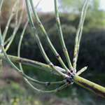 &Auml;stiger Schachtelhalm