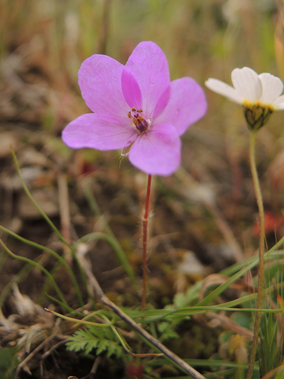 Erodium acaule