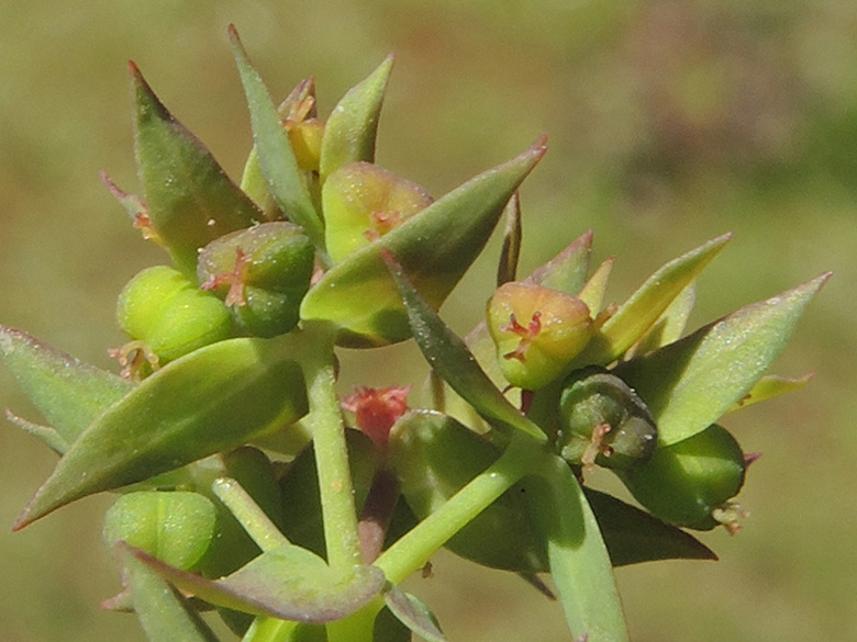 Euphorbia exigua