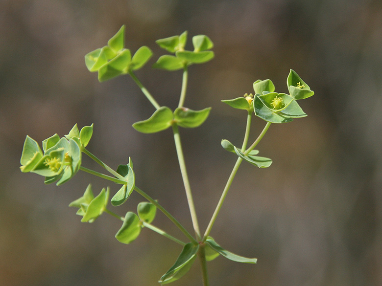 Euphorbia taurinensis