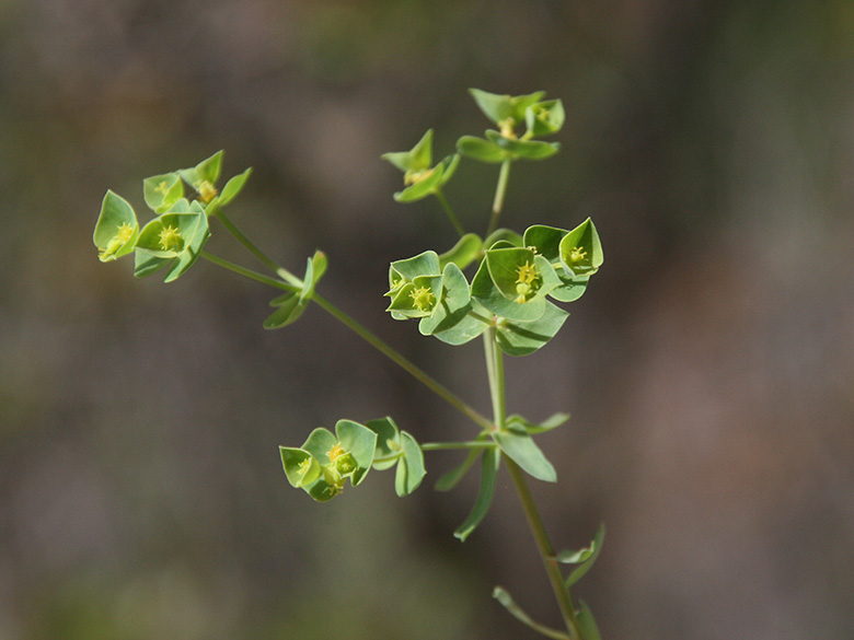 Euphorbia taurinensis