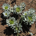 Mittelmeer-Edelwei&szlig;