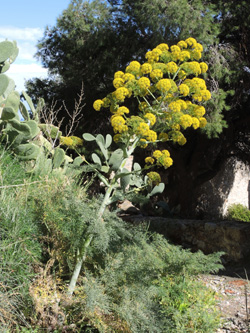 Ferula vulgaris