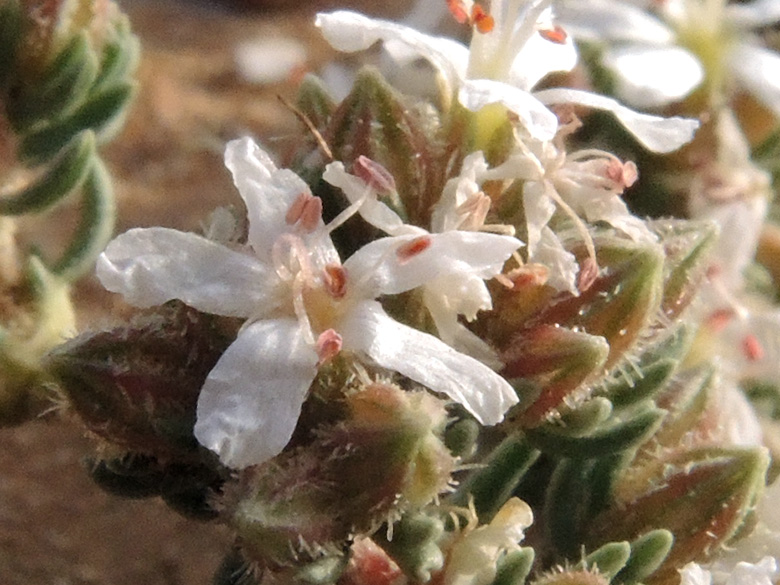Frankenia pulverulenta