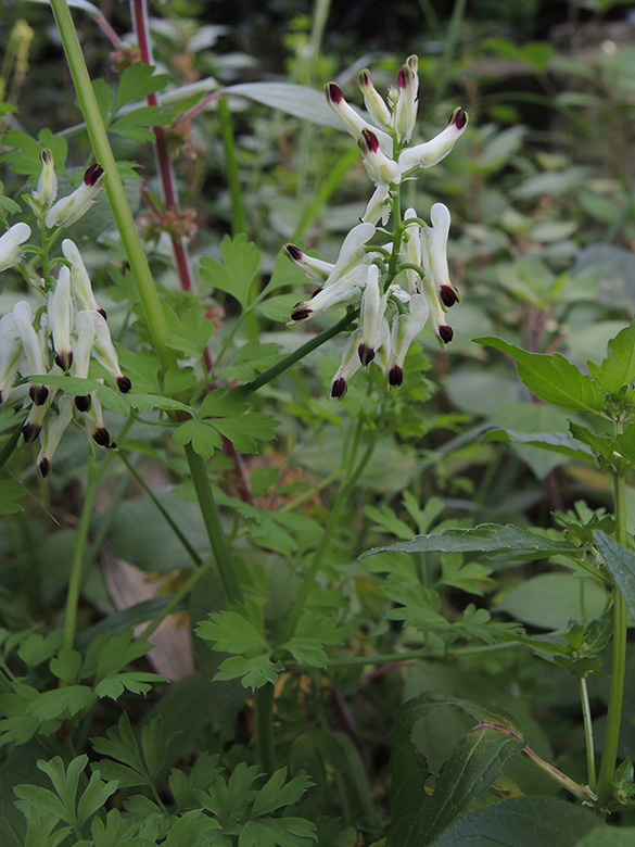 Fumaria capreolata