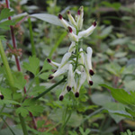 Kletternder Erdrauch