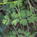 Kletternder Erdrauch