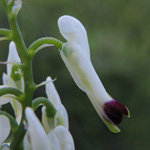 Kletternder Erdrauch