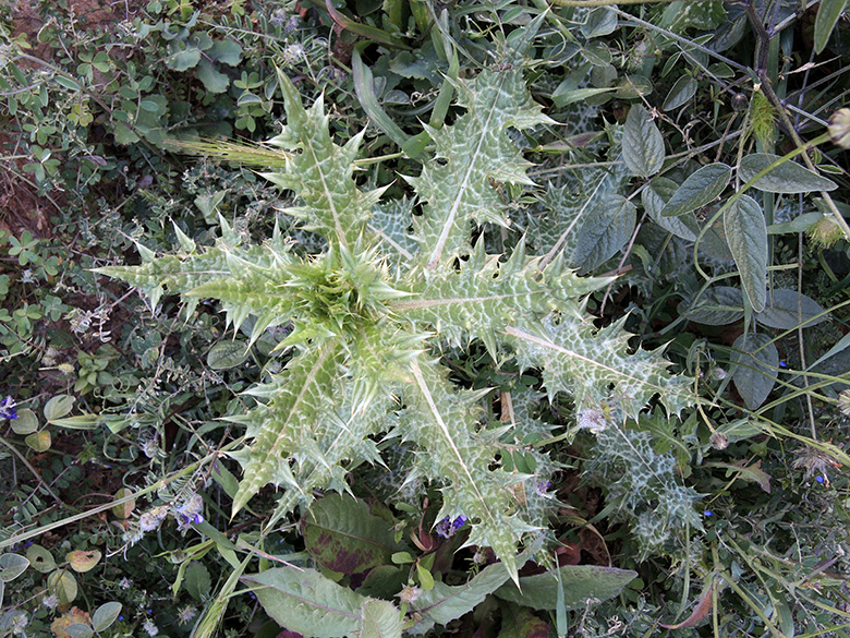 Galactites tomentosa