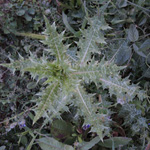 Galactites tomentosa