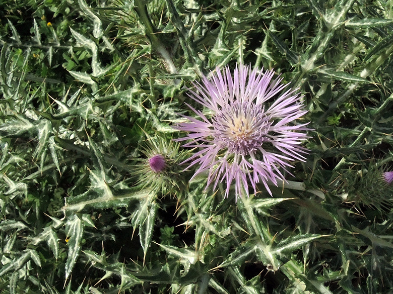 Galactites tomentosa
