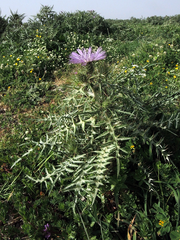 Galactites tomentosa