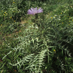 Galactites tomentosa