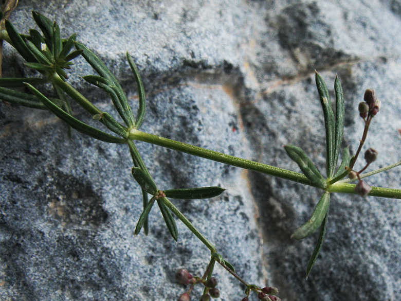 Galium violaceum