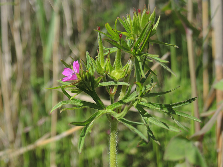 Geranium dissectum
